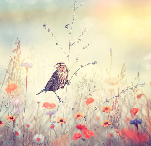Botanical Wallpaper Wall Mural - Bird in Field