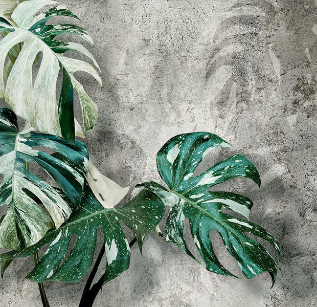 Botanical Wallpaper Wall Mural - Modern Monstera