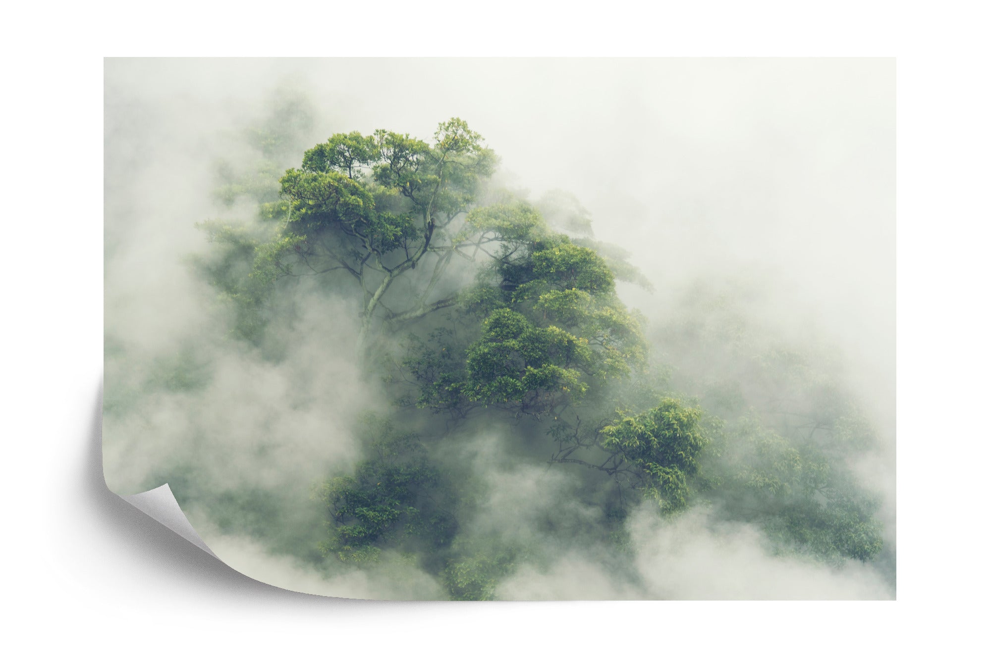 Photomural Tropical Forest In Japan, Nature Jungle With Green Tree And Fog, Concept Of Zin Therapy Comfortable Freedom Relaxing For Spa And Yoga, Eco Natural Sustainable Conservation
