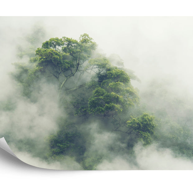 Photomural Tropical Forest In Japan, Nature Jungle With Green Tree And Fog, Concept Of Zin Therapy Comfortable Freedom Relaxing For Spa And Yoga, Eco Natural Sustainable Conservation