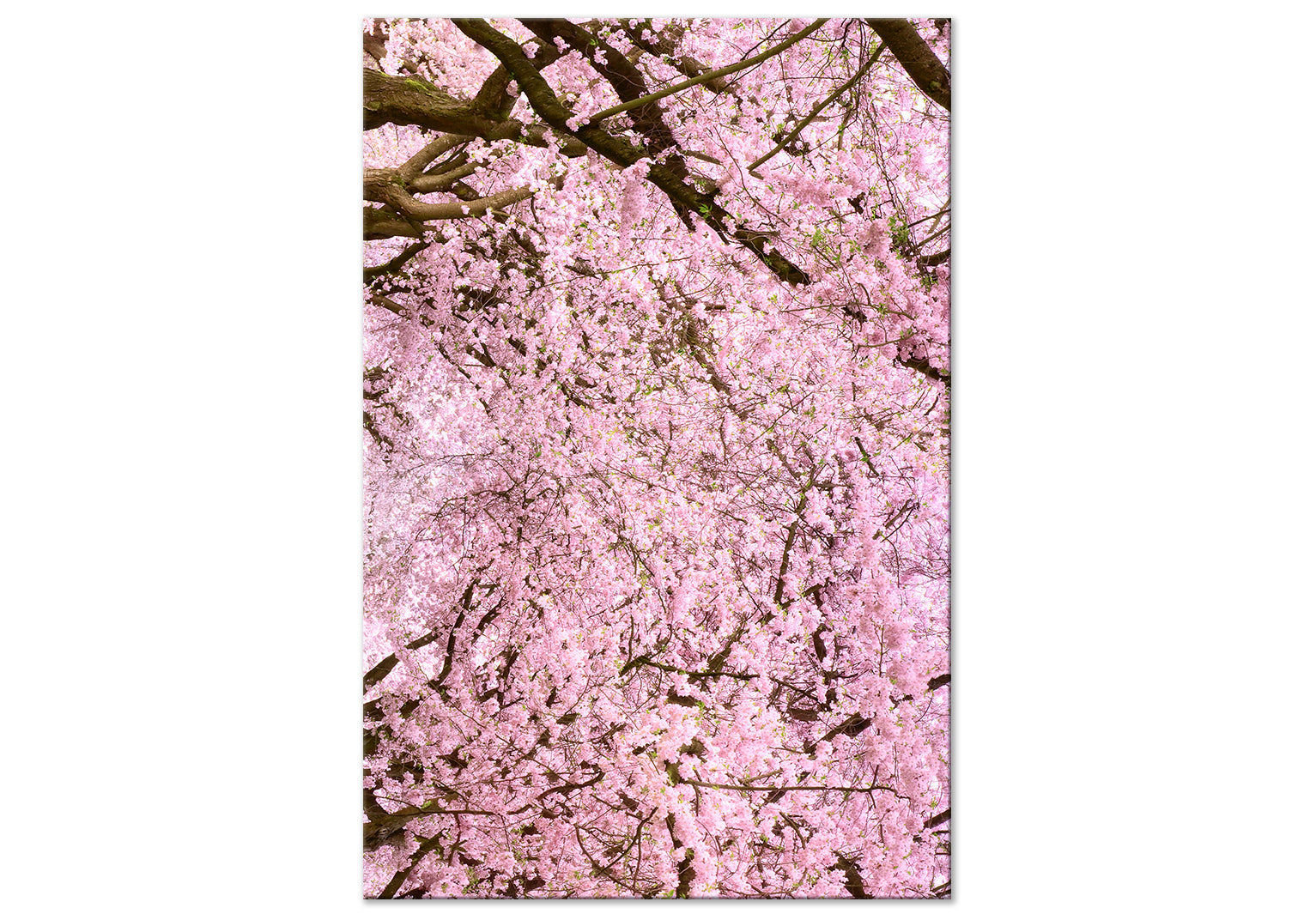 Floral Canvas Wall Art - Cherry Tree