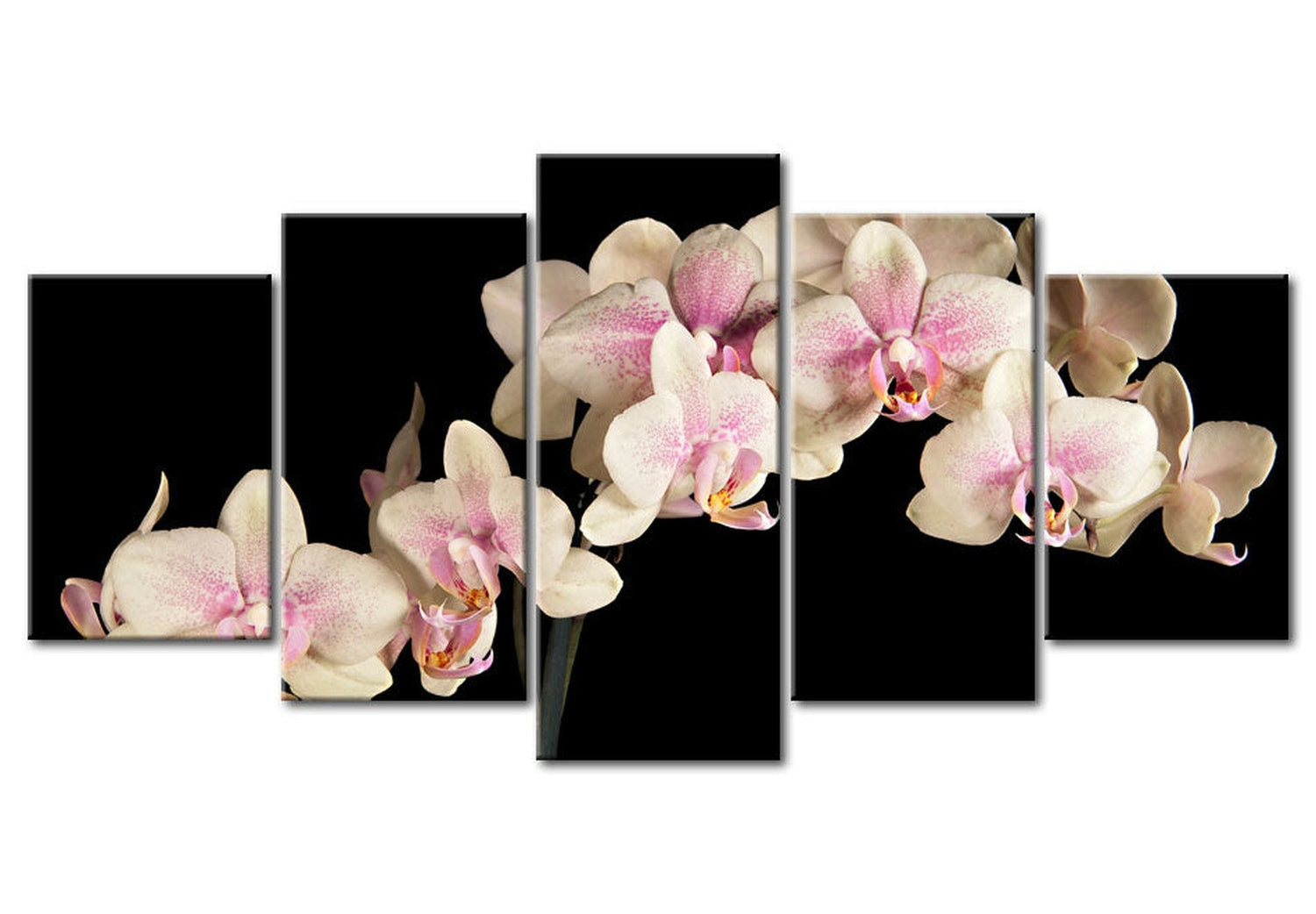 Floral Canvas Wall Art - Orchid On Black - 5 Pieces