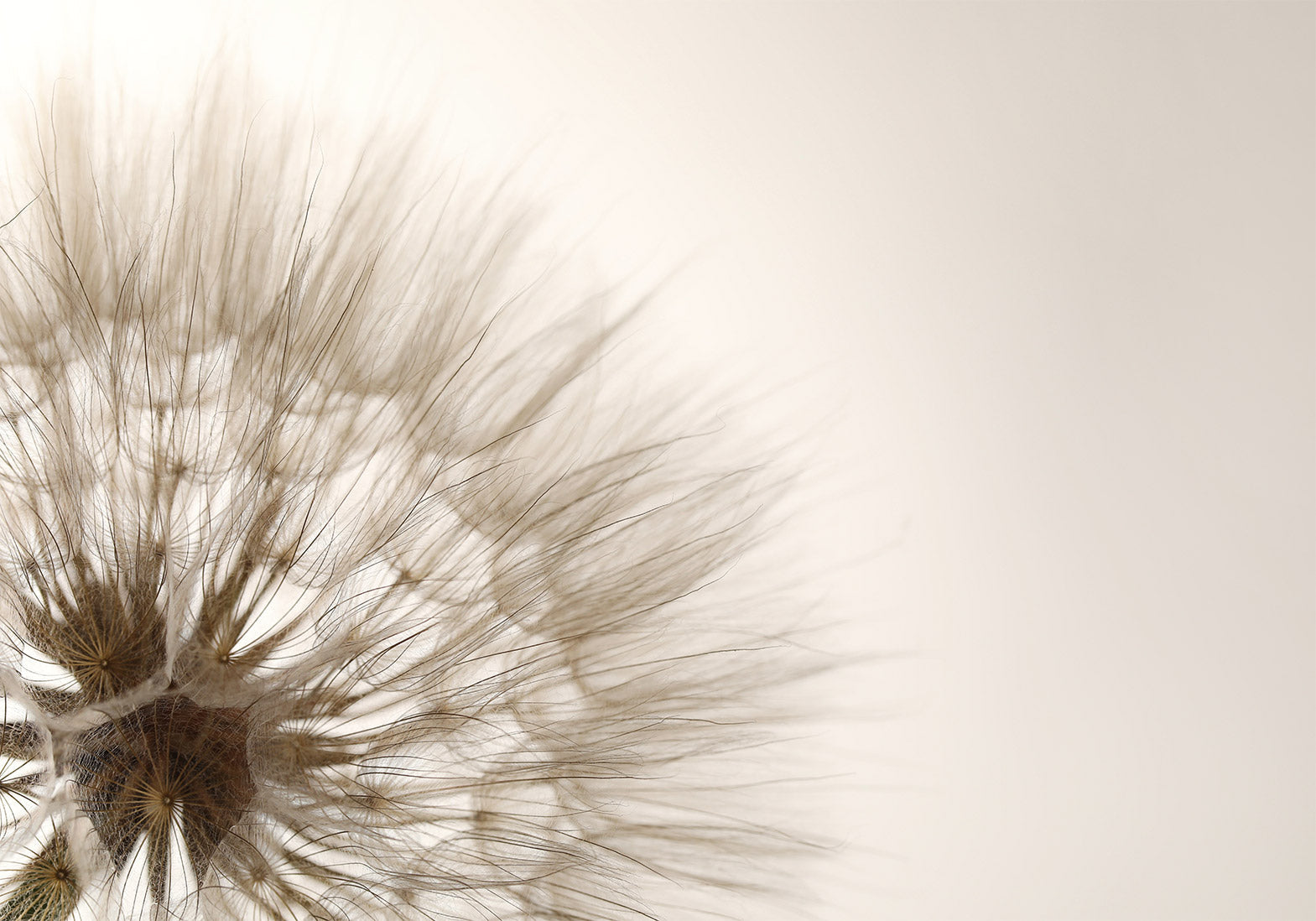 Floral Wallpaper Wall Mural - Dandelion Close-up Sepia