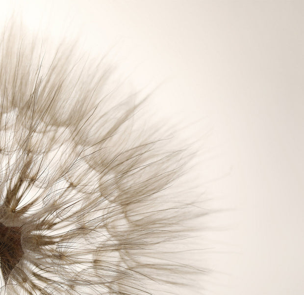 Floral Wallpaper Wall Mural - Dandelion Close-up Sepia