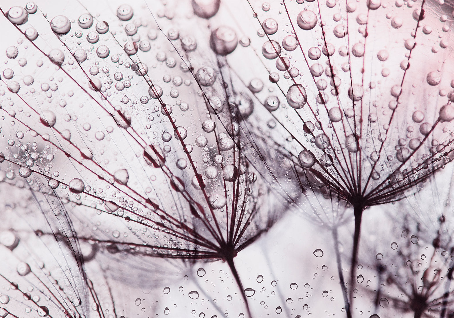 Floral Wallpaper Wall Mural - Dandelion in The Rain