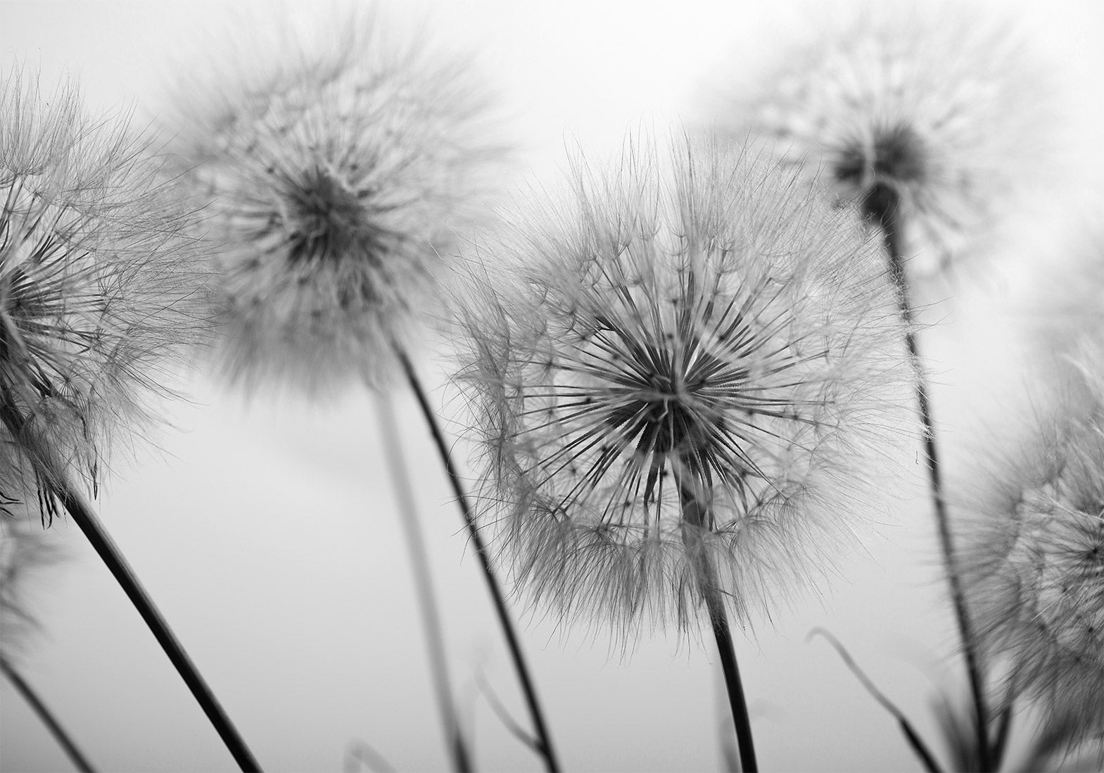 Floral Wallpaper Wall Mural - Field of Dandelions