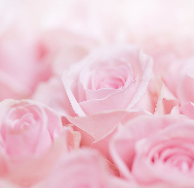 Floral Wallpaper Wall Mural - Ocean of Roses