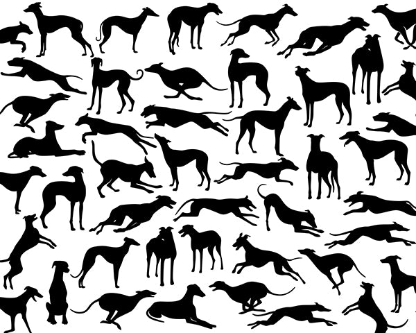 Premium Wallpaper Wall Mural - Greyhound Black & White