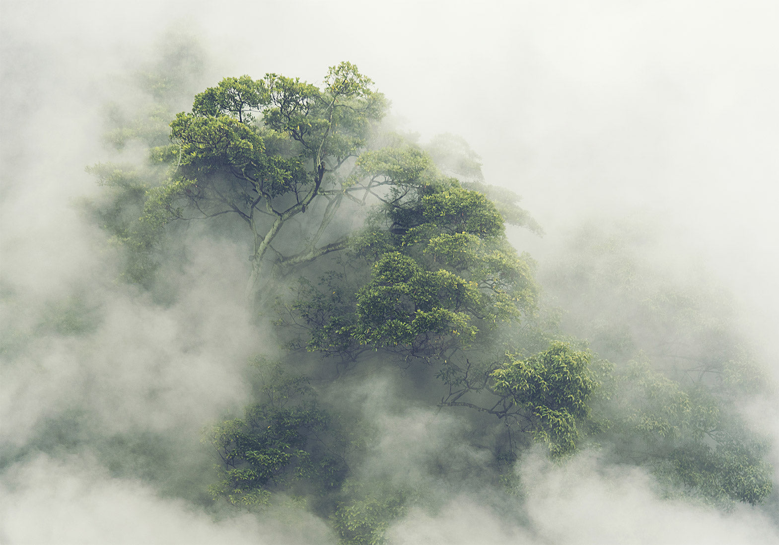 Landscape Wallpaper Wall Mural - Foggy Nature