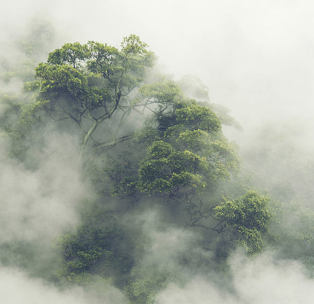 Landscape Wallpaper Wall Mural - Foggy Nature