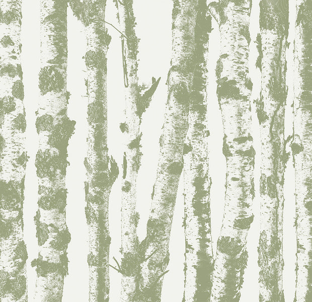 Landscape Wallpaper Wall Mural - Group of Birches Sage