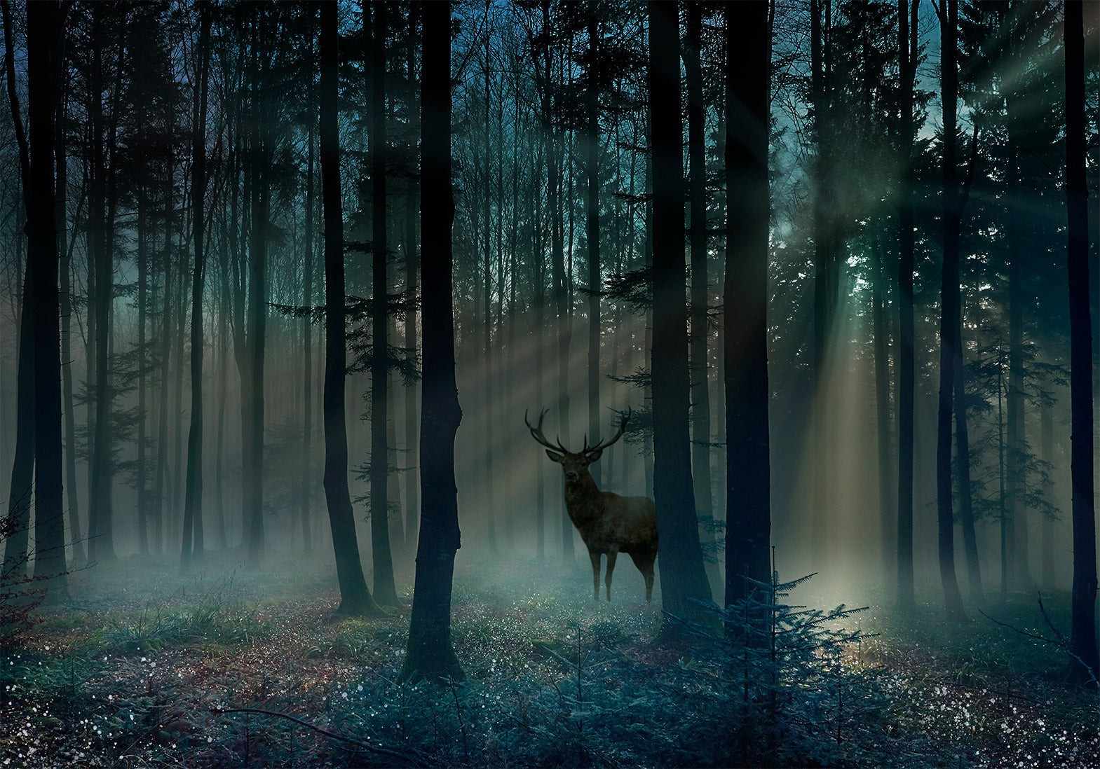 Landscape Wallpaper Wall Mural - Mystical Forest in The Morning