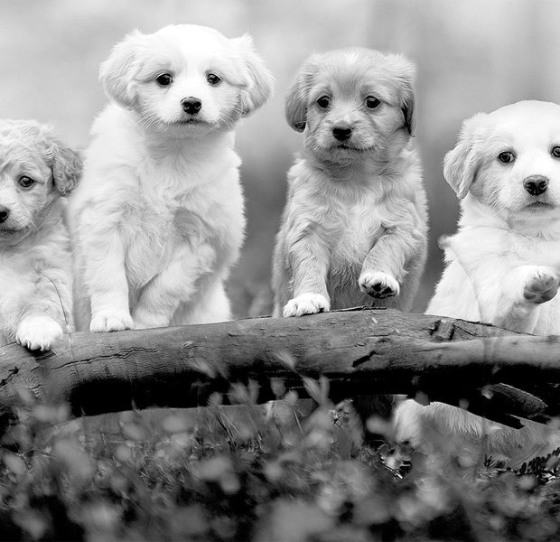 Peel & Stick Animal Wall Mural - Four Puppies