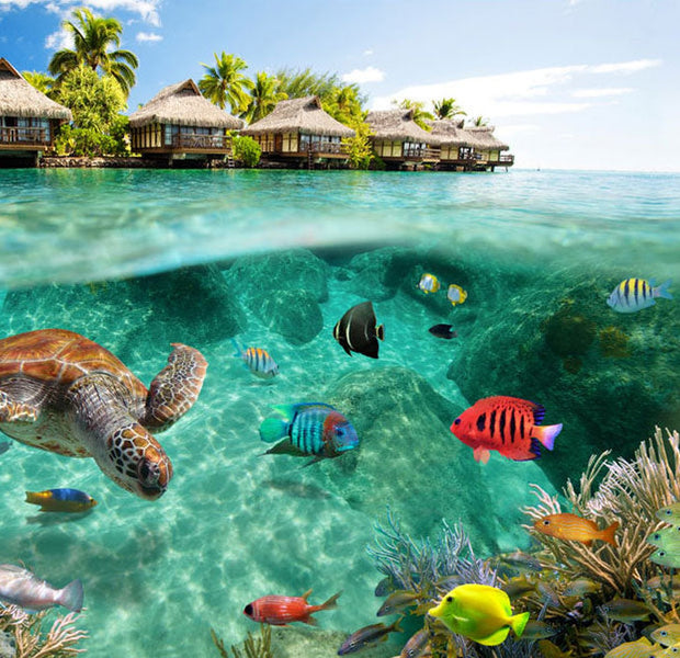 Peel & Stick Animal Wall Mural - Under The Surface