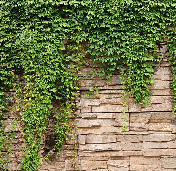 Peel & Stick Botanical Wall Mural - Ivy Wall