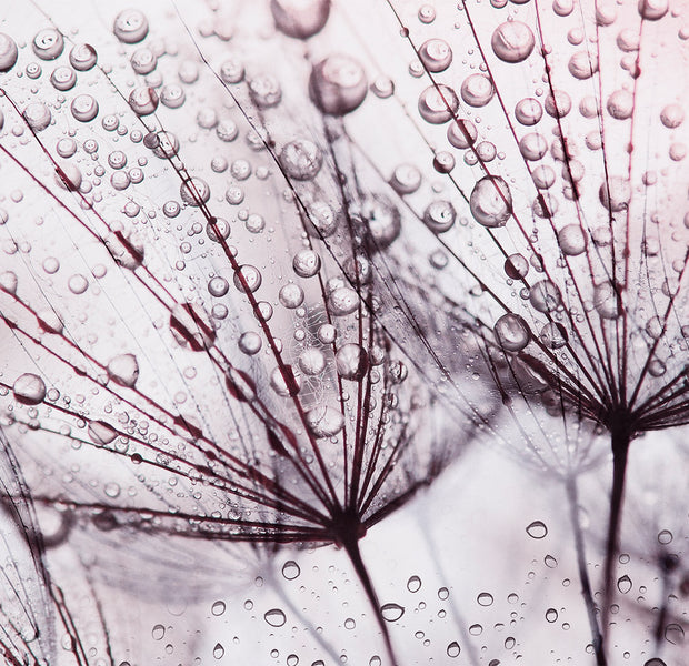 Peel & Stick Floral Wall Mural - Dandelion in The Rain