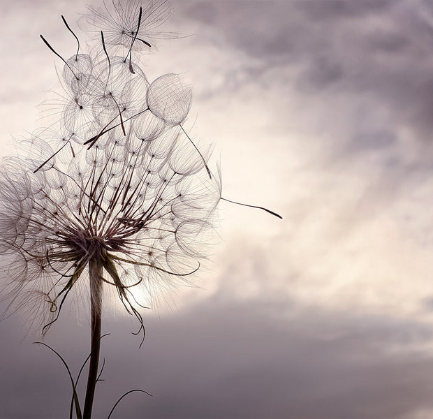 Peel & Stick Floral Wall Mural - Dandelion in the Wind