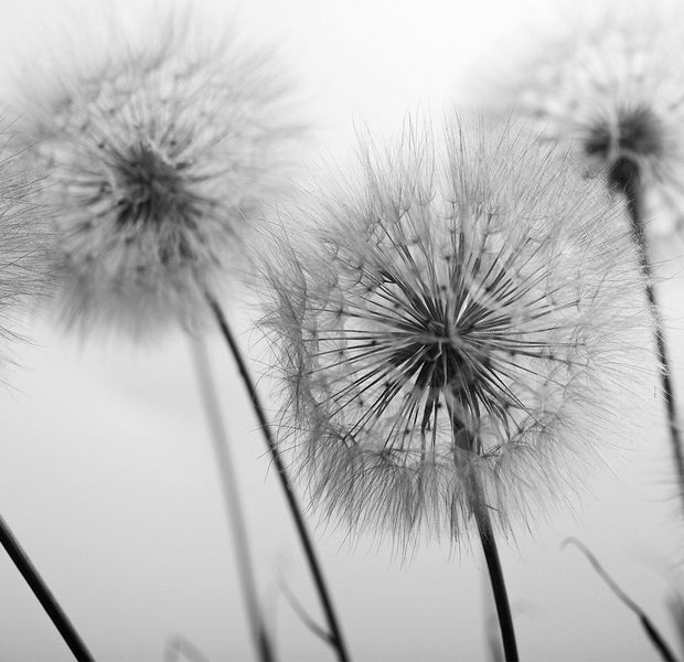 Peel & Stick Floral Wall Mural - Field of Dandelions