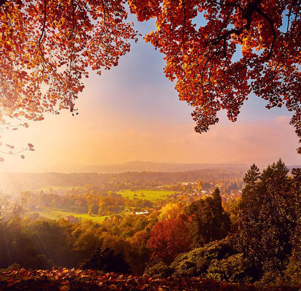 Peel & Stick Landscape Wall Mural - Autumn Delight