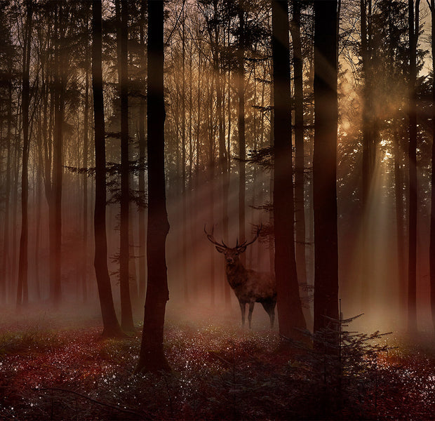 Peel & Stick Landscape Wall Mural - Mystical Forest