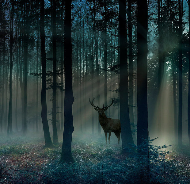 Peel & Stick Landscape Wall Mural - Mystical Forest in The Morning