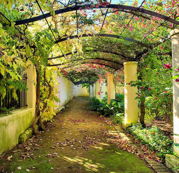 Peel & Stick Landscape Wall Mural - Pergola