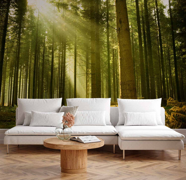 Premium Landscape Wall Mural - Pine Forest – Dense Woodland In Morning Sunlight