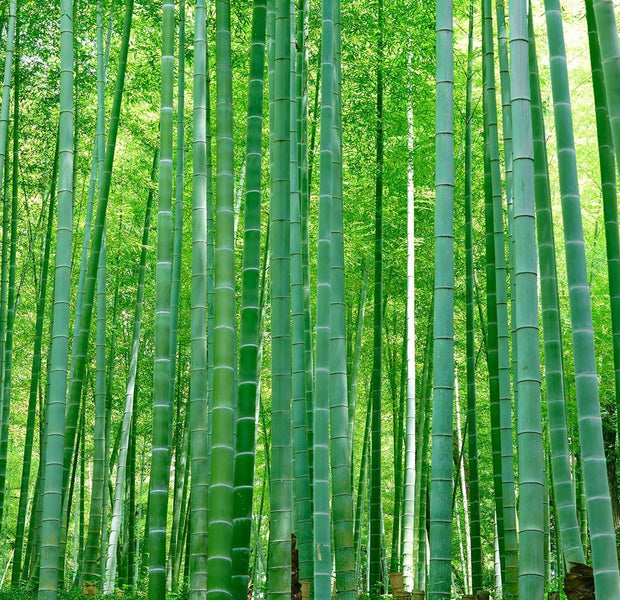 Vibrant green bamboo forest wall mural in an interior setting