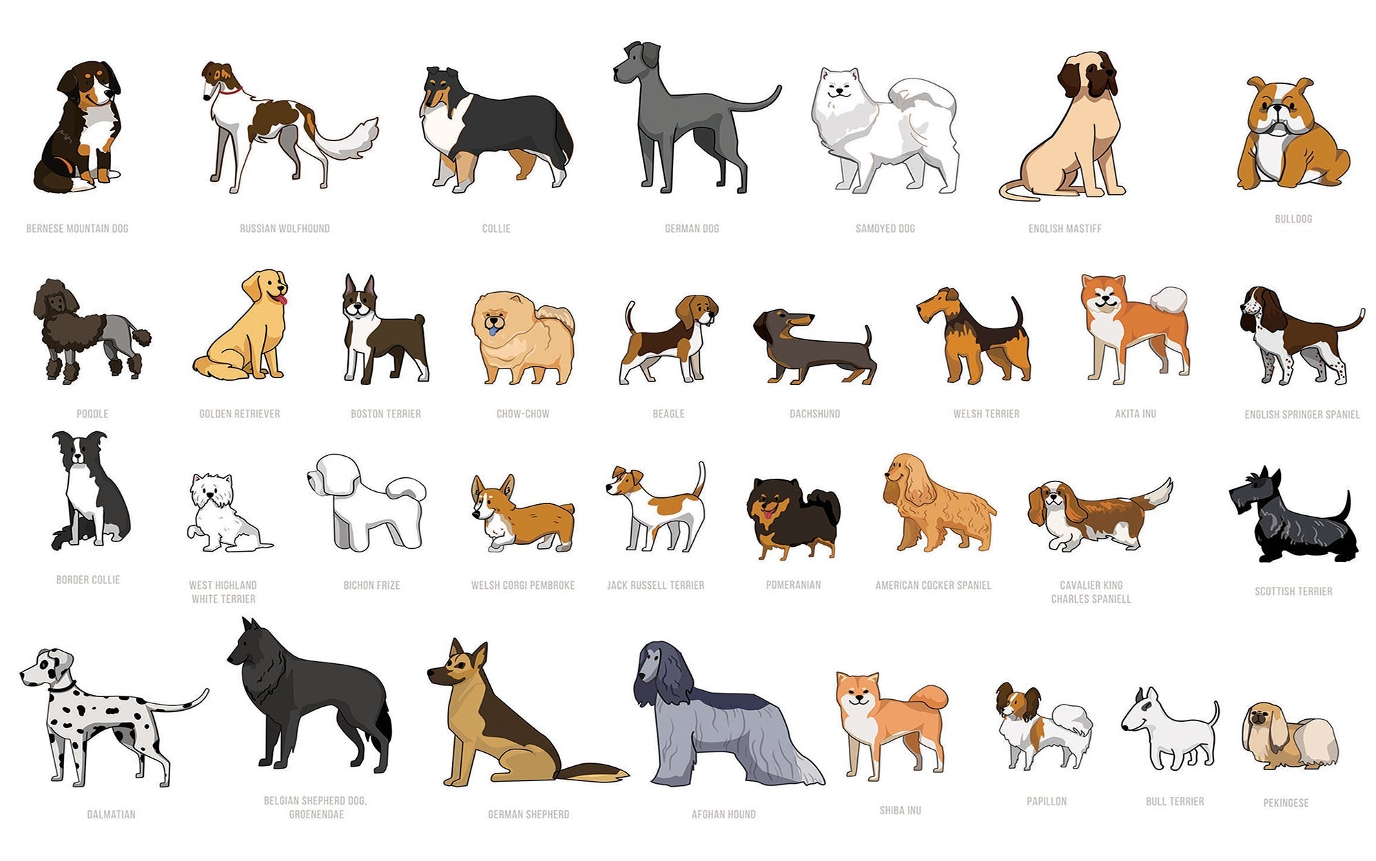 Alt tag: A variety of dog breed illustrations as a mural on a wall.