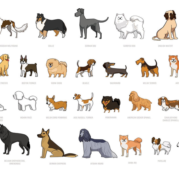 Alt tag: A variety of dog breed illustrations as a mural on a wall.