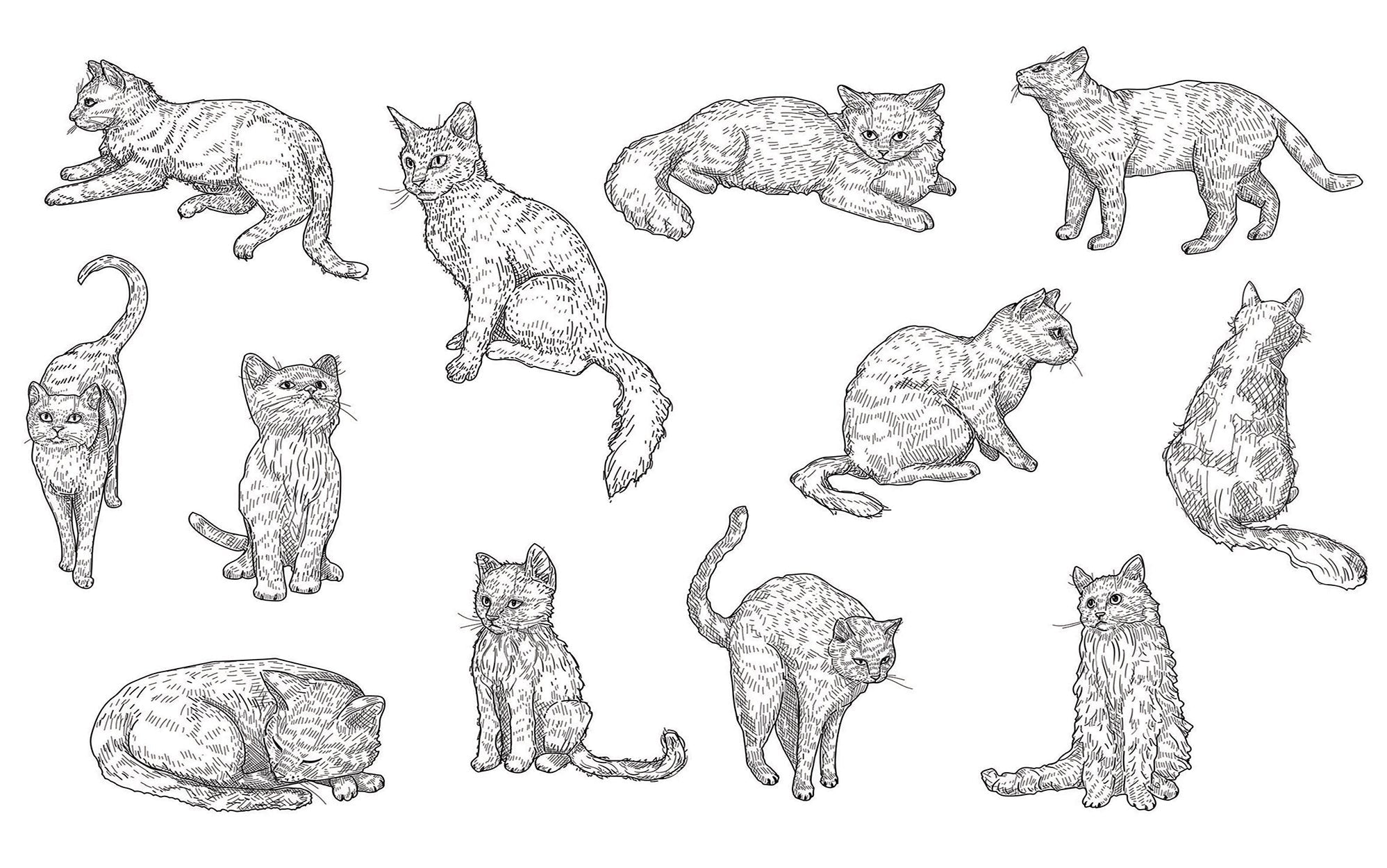 A collection of detailed cat sketches depicted in various poses on a wall mural.