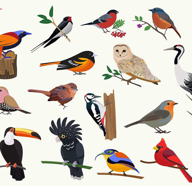 A variety of colorful bird illustrations depicted in a wall mural with various species including a toucan, a barn owl, and a peacock.