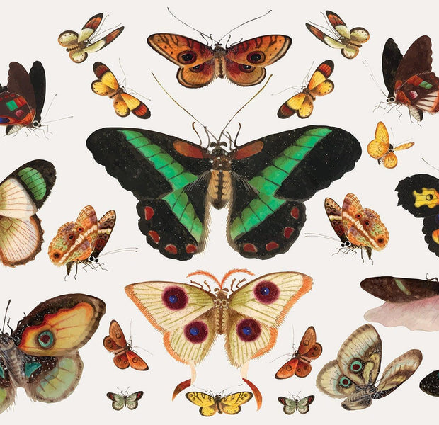 A variety of beautifully illustrated vintage butterflies displayed on a wall mural.
