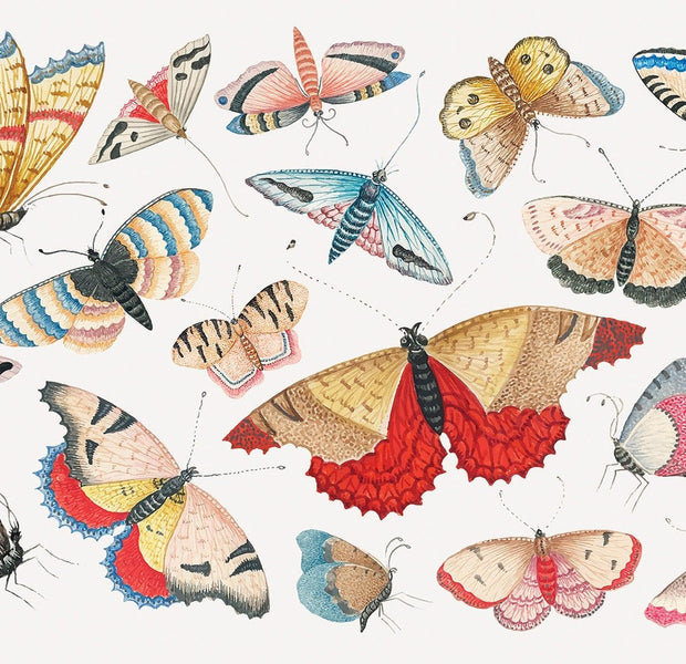 A colorful and detailed wall mural featuring an array of illustrated butterflies with various patterns and shades