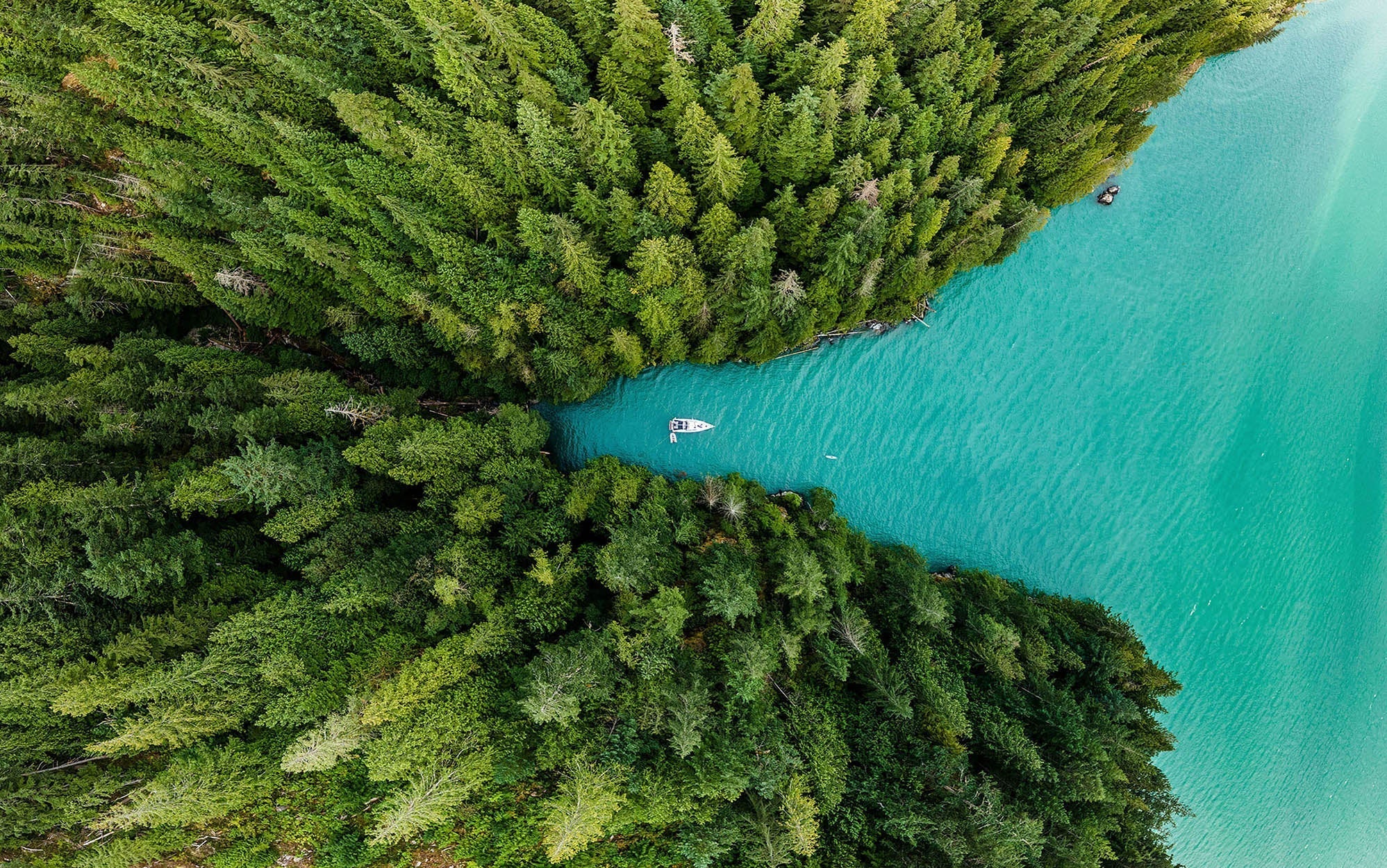 Premium Peel & Stick Wall Mural - Emerald Lake Forest