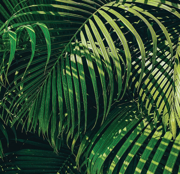 Premium Peel & Stick Wall Mural - Tropical Green Leaves