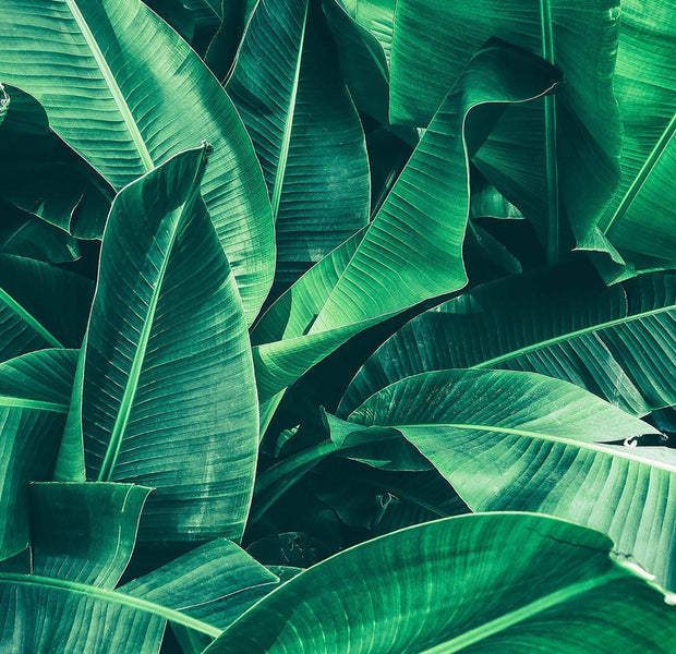 A wall interior with a mural of lush green tropical banana leaves.