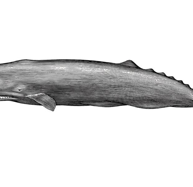 Premium Peel & Stick Wall Mural - Whale Illustration