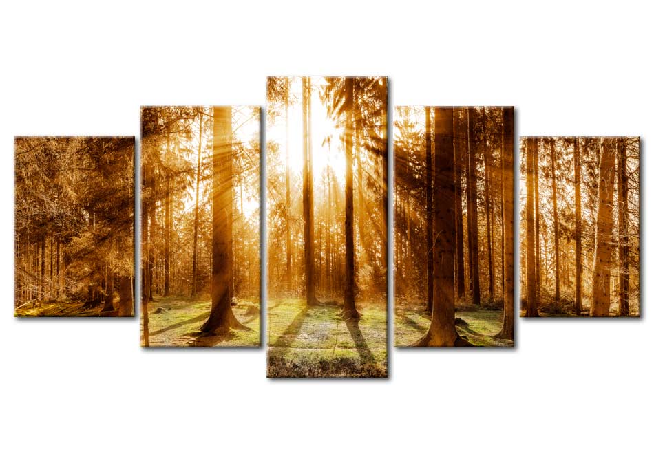 Stretched Canvas Landscape Art - Forest Illumination