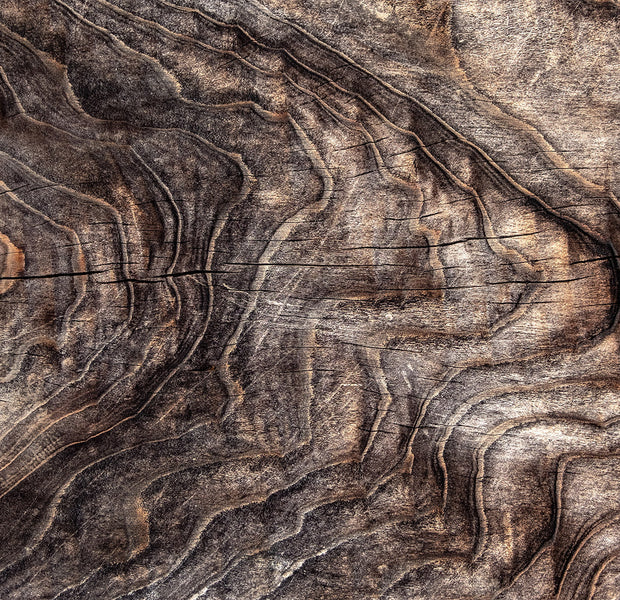 Surface Texture Wallpaper Wall Mural - Wrinkled Old Tree