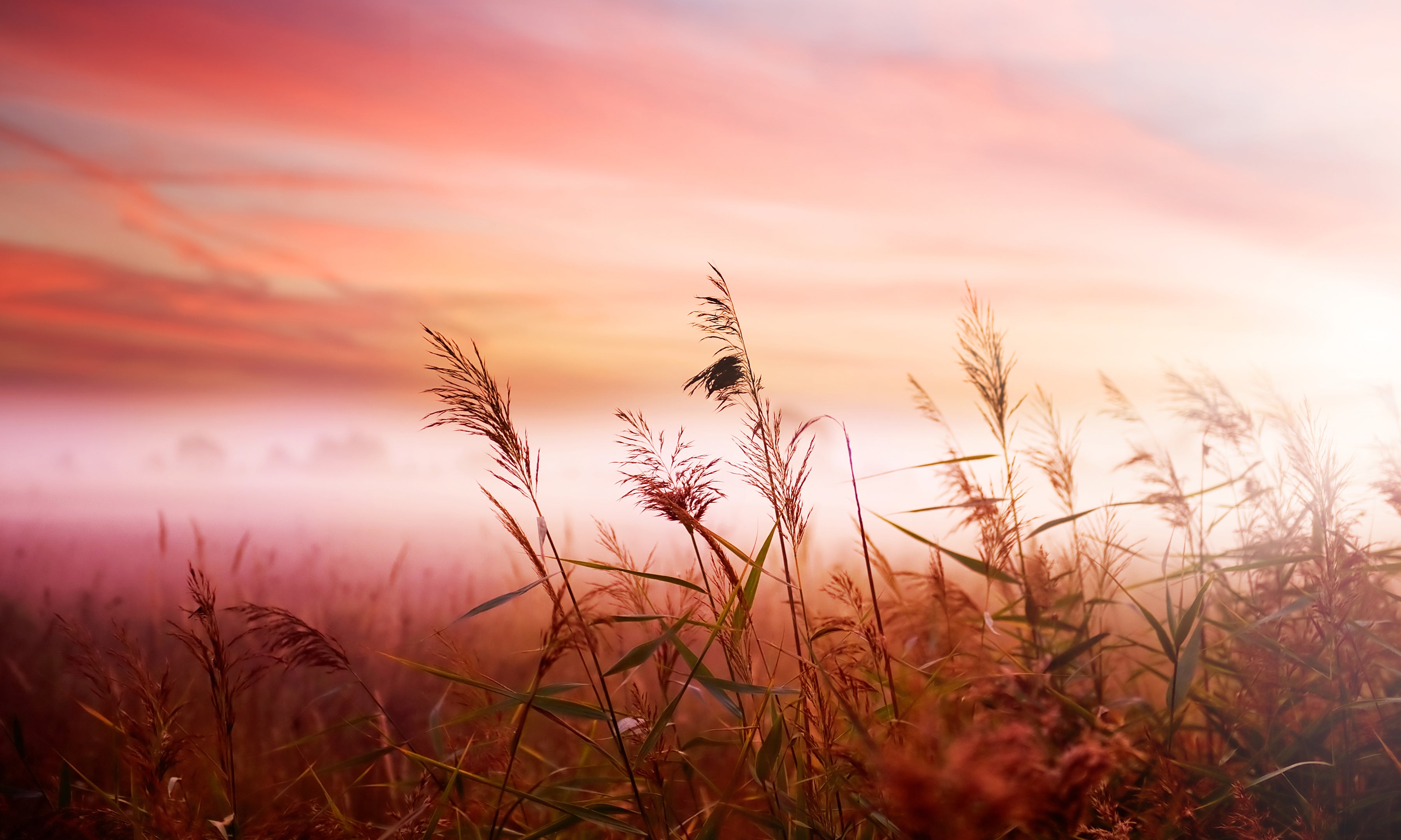 Premium Wallpaper Wall Mural - Dreamy Meadow Sunset