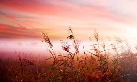 Premium Wallpaper Wall Mural - Dreamy Meadow Sunset