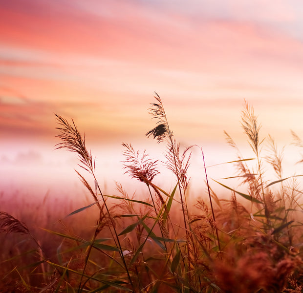 Premium Wallpaper Wall Mural - Dreamy Meadow Sunset