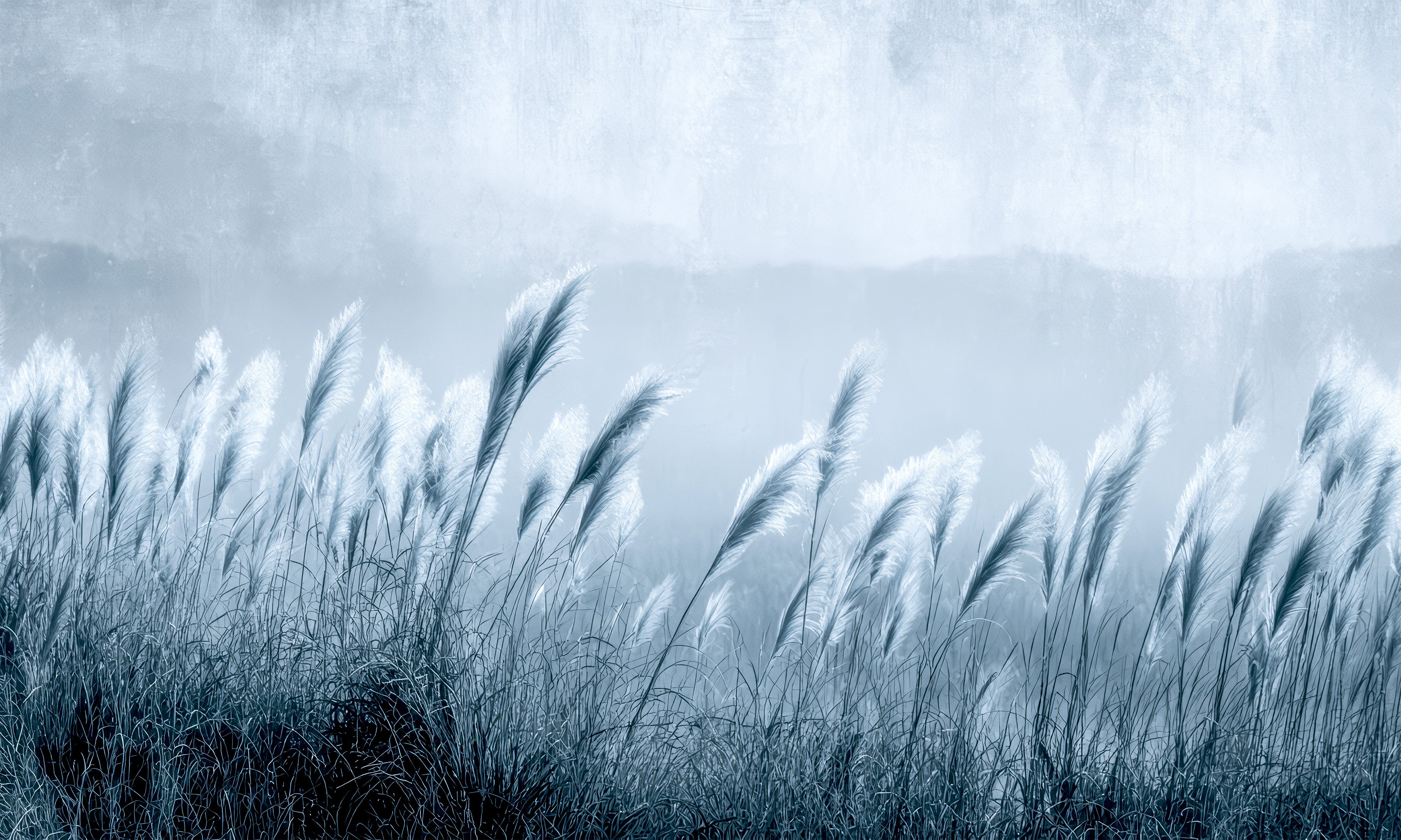 Premium Wallpaper Wall Mural - Minimalist Blue Gray Pampas