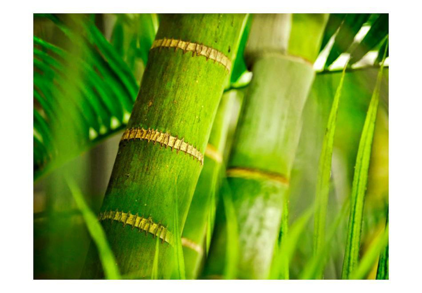 Wall mural - bamboo - detail-TipTopHomeDecor