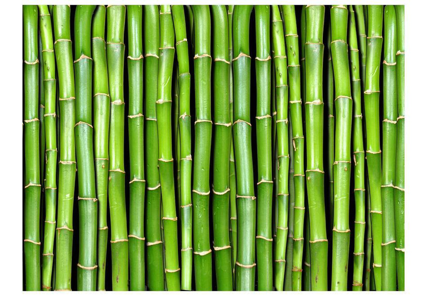 Wall mural - Bamboo wall-TipTopHomeDecor