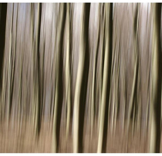 Abstract Wallpaper Wall Mural - Modern Forest