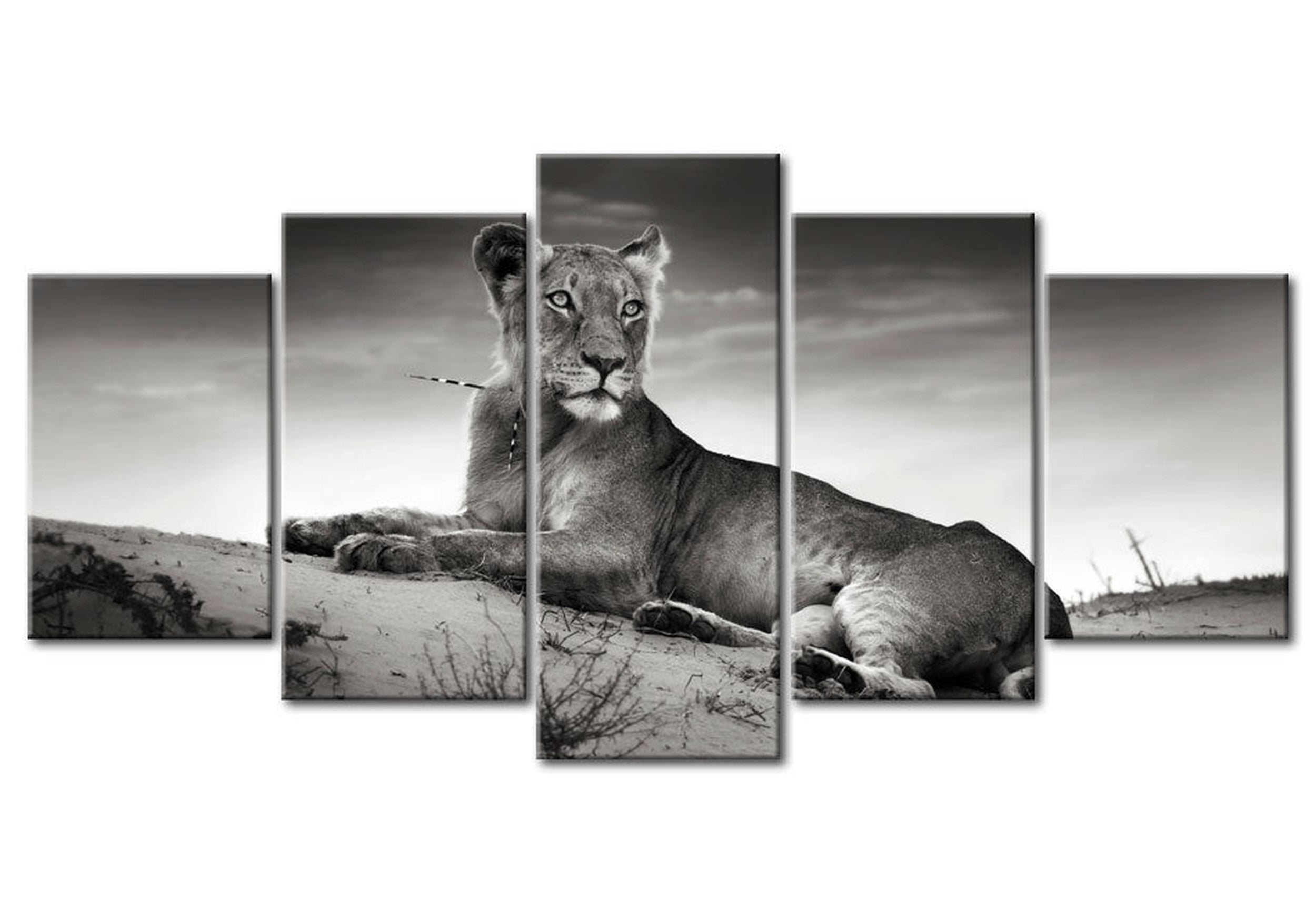 Animal Canvas Wall Art - Lioness In A Desert - 5 Pieces