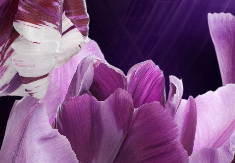Floral Canvas Wall Art - Purple Tulip Design - 5 Pieces