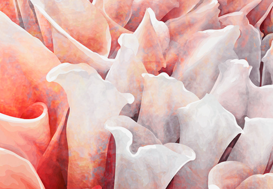Floral Canvas Wall Art - Beautiful Dahlia - 5 Pieces